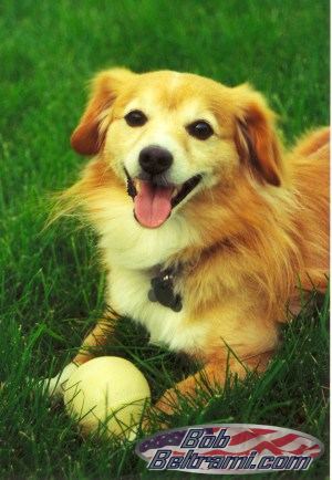 A dog and his ball