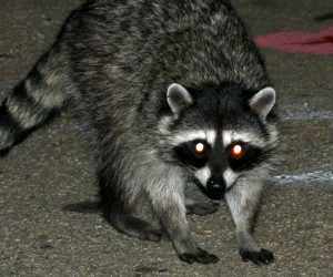 A raccoon