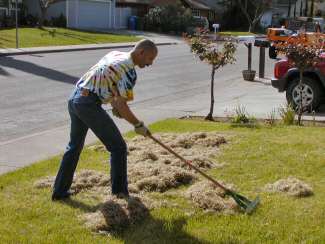 Thatching the front yard