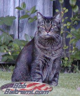 Alert eyes while relaxing in the back yard