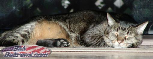 Napping at the sliding glass door