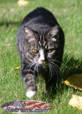 Running through the grass